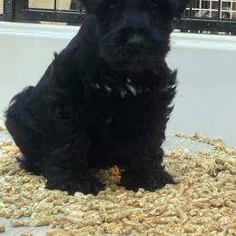 Remington - Black male Miniature Schnauzer puppy in San Bernardino, California from Rose Lane Schnauzers