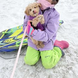 Bernedoodle and Cavapoochon Puppies from This is Doodles