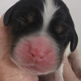 Hunter - Blue belton and tan (tri-color) male English Setter puppy in Morrice, Michigan from Wild Bird Setters