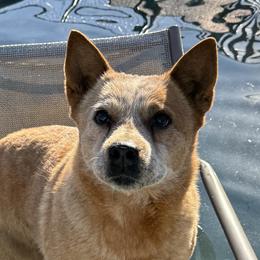 Australian Cattle Dogs and Beaucerons from Feu des Étoiles