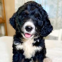 Roosevelt - Tri-color male Bernedoodle puppy in Osage City, Kansas from Golden Ridge Goldens