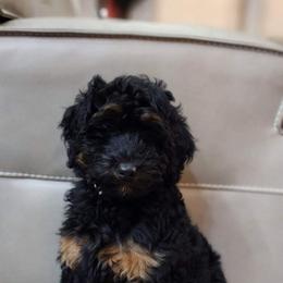 Bernedoodle Puppies from Over the Moon Poodles and Doodles
