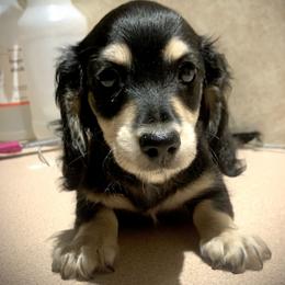 Gracie - Black and cream female Dachshund puppy in Saint Petersburg, Florida from Sunshine Doxie Ranch