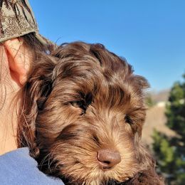 Australian Cobberdog Puppies from Heartland Hills Australian Cobberdogs