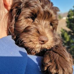 Australian Cobberdog Puppies from Heartland Hills Australian Cobberdogs