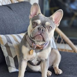 Sage - French Bulldog