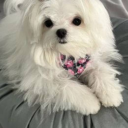 Maltese from Yelsa's Maltese Puppies