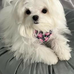 Maltese from Yelsa's Maltese Puppies