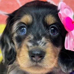 Peg - Dapple Dachshund puppy in Murfreesboro, Tennessee from Kimbrie's Dream Cream Doxies