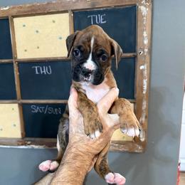 Duke - Brindle male Boxer puppy in Rochester, Washington from Holly's Boxers of Rochester