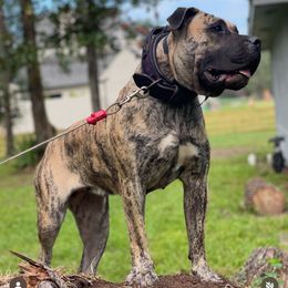 Nebula - Perro de Presa Canario