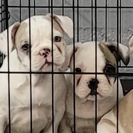 French Bulldogs from J's Kennel