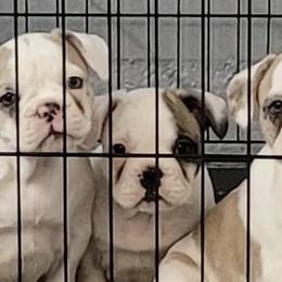 French Bulldogs from J's Kennel