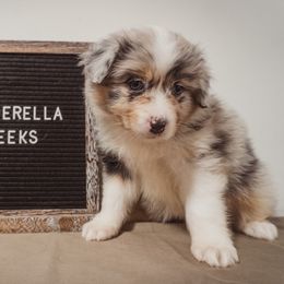 Australian Shepherd Puppies from Kelly Krew Aussies