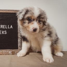 Australian Shepherd Puppies from Kelly Krew Aussies