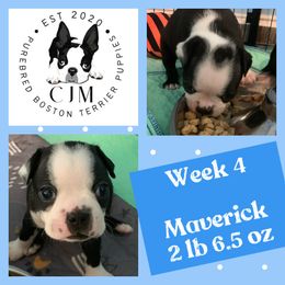 Mavi - Black brindle and white Boston Terrier puppy in Jupiter, Florida from CJM Boston and Boxer Puppies