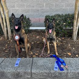 Belgian Malinois Puppies from Fromage Malinois