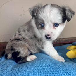 Darling - Blue merle female Miniature Australian Shepherd puppy in Tonasket, Washington from V5 Aussies