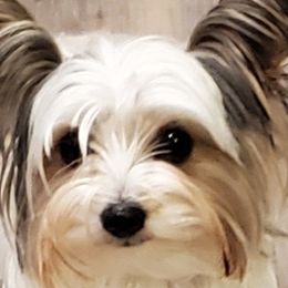 Yorkshire Terriers from Eleventyseven Yorkies