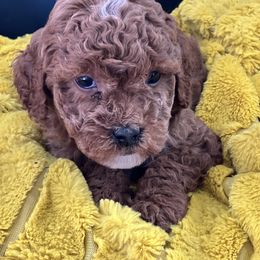 Cavapoo and Goldendoodle Puppies from Countyline Doodles LLC
