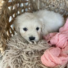 Miss Yellow - Light golden female Golden Retriever puppy in Morrill, Kansas from Grimm Girls Farm