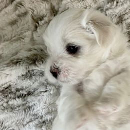 Maltese from Sandykov