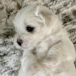 Maltese from Sandykov