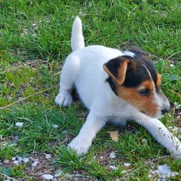 Jack Russell Terriers from Reynard Farm