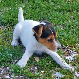 Jack Russell Terriers from Reynard Farm