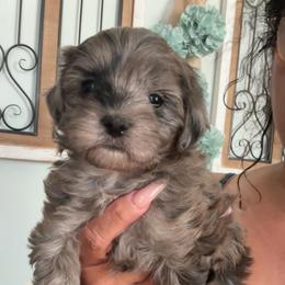 Lady Gia - Merle female Maltipoo puppy in Southern,, California from Maltipoo Tiny Pups