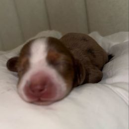 Pesto  - dappled male - Dapple male Dachshund puppy in 77304, Texas from Little Valley Puppies