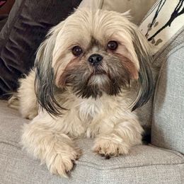 Olivia - Shih Tzu