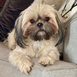 Olivia - Shih Tzu