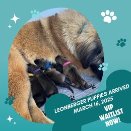 2 girls - Reddish brown Leonberger puppy in Port Lavaca, Texas from Bigfoot Leonberger Ranch