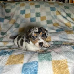 Skip - Piebald male Dachshund puppy in Henrico, Virginia from Darling Doxies