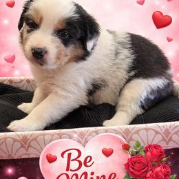Vixen - Blue merle male Australian Shepherd puppy in Harrah, Oklahoma from Kamm's Aussies