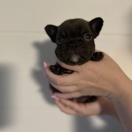 Chocolate - French Bulldog puppy from Kayla's French Bulldogs