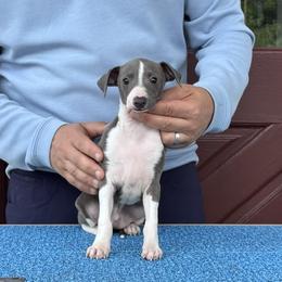 Boy 3 - Blue male Italian Greyhound puppy in Sugar Valley, Georgia from Pinnacle Farm and Kennel