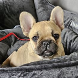 French Bulldogs from Sundry Farm