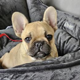 French Bulldogs from Sundry Farm