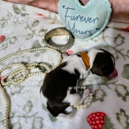 Violet - Piebald female Dachshund puppy in Bandera, Texas from Pup Cakes
