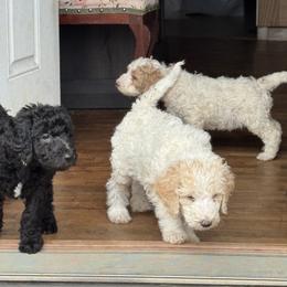 Bernedoodle and Double Doodle Puppies from ETX Dandy Doodle