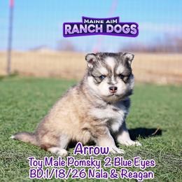 Arrow - Wolf sable male Pomsky puppy in Humeston, Iowa from M.A.R. Dogs