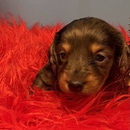 Rascal - Dapple male Dachshund puppy in Salyersville, Kentucky from Lavendell Dachshunds