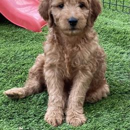 Goldendoodle Puppies from The Doodle grove