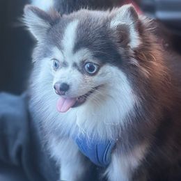 Jewel - Pomsky