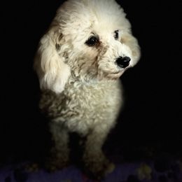 Peaches - Poodle