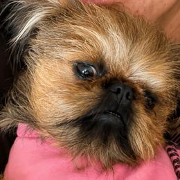 Malani - Brussels Griffon
