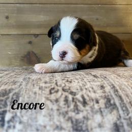 Encore - Black tri-color male Australian Shepherd puppy in Kearney, Nebraska from Helix Aussies