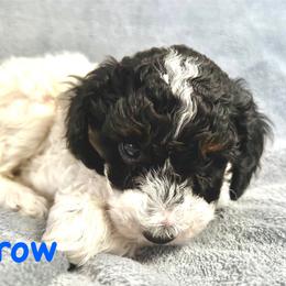 Arrow - Parti male Poodle puppy in Stanley, Wisconsin from McJare's Puppy Palace